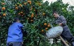 ۵۷ هزارتومان؛ متوسط دستمزد کارگر میوه چین